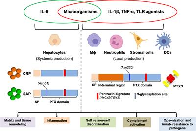 Complementary Roles of Short and Long Pentraxins in the Complement-Mediated Immune Response to Aspergillus fumigatus Infections